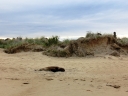 catlins (15)
